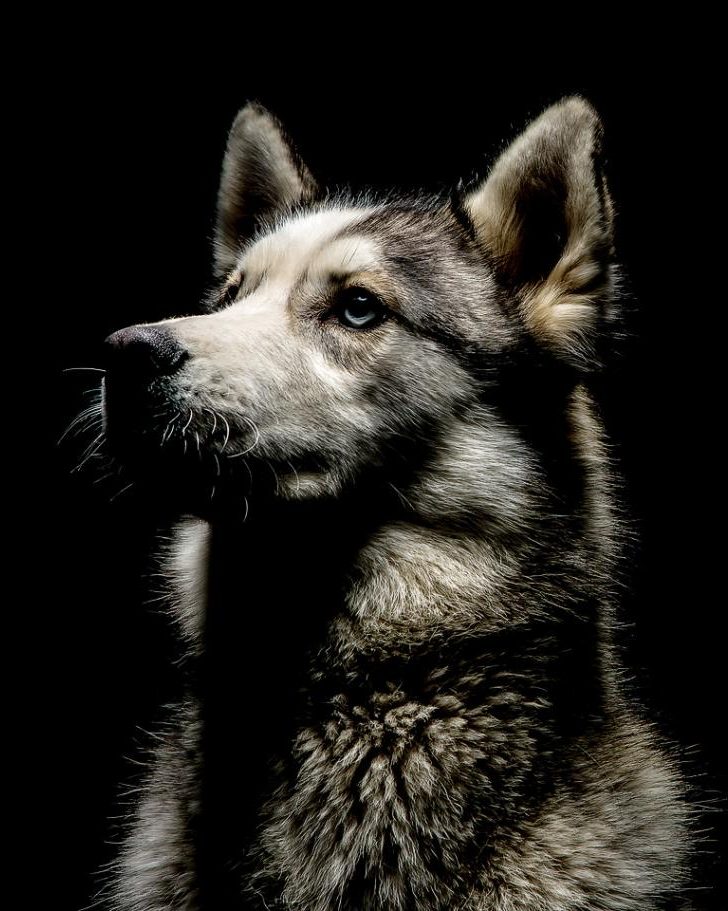 A pet portrait in a round metal print displayed near an entryway.