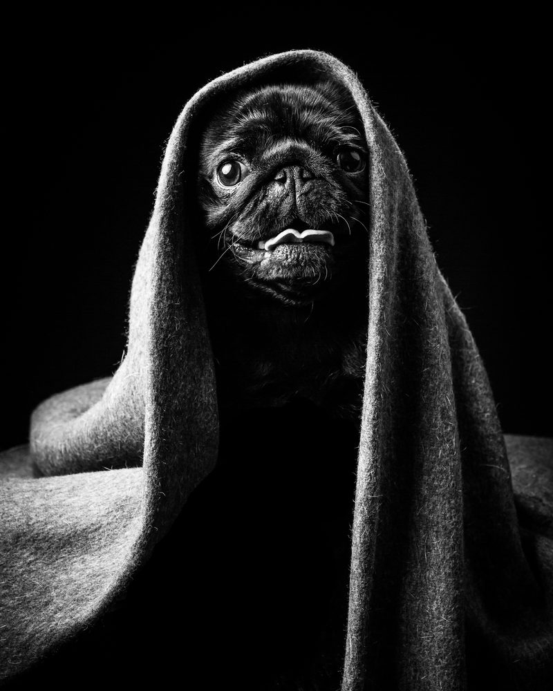 A pug wrapped in a blanket against a dark studio background