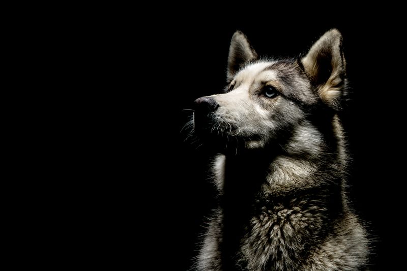 A husky in profile with dramatic rim lighting