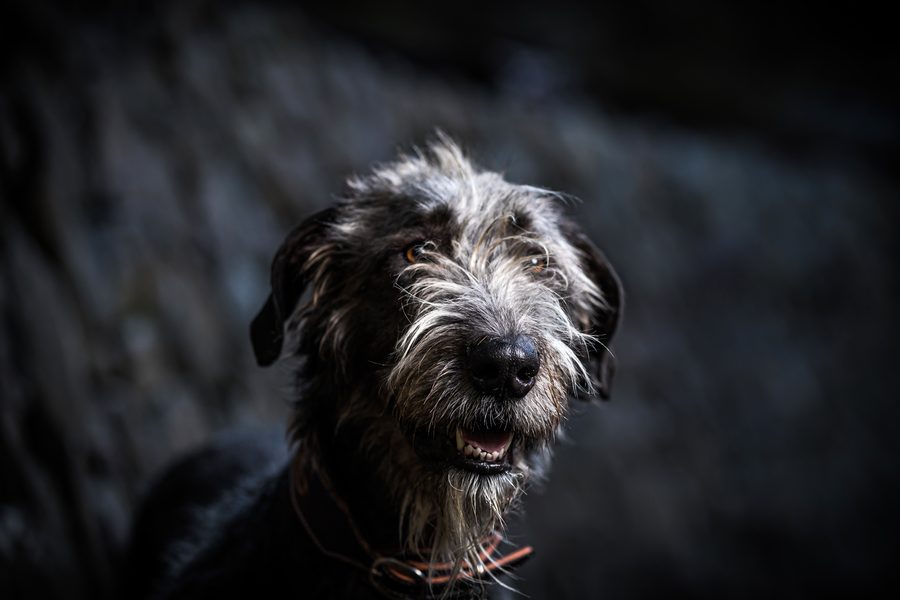 Solo dog headshot with dramatic side-lighting against a black background