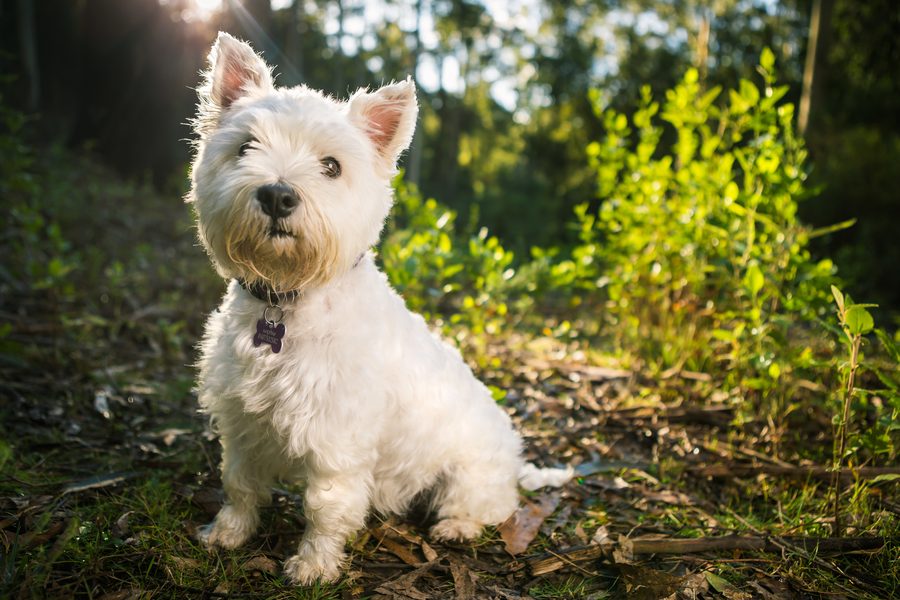 Dog portrait in a three-quarter pose looking upward