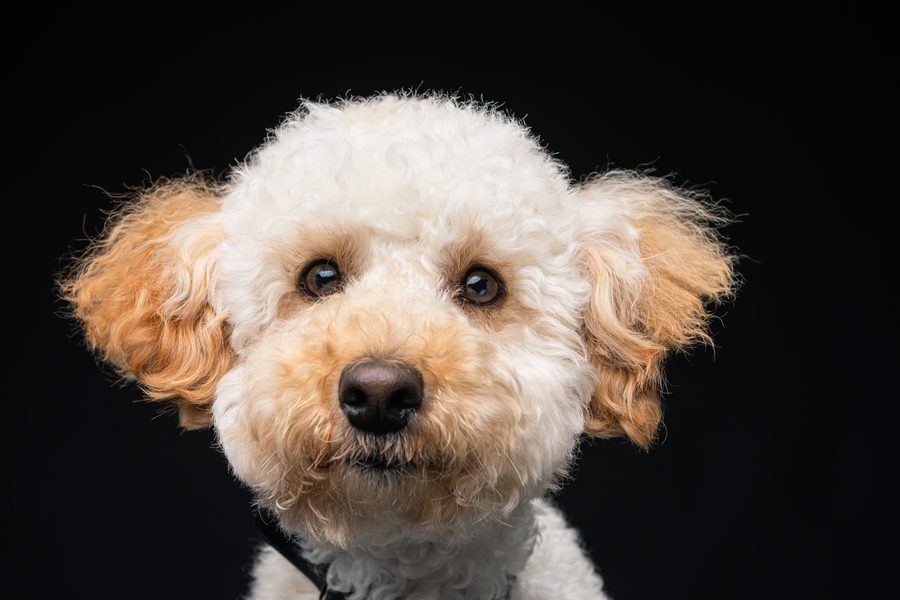 Tan and white doodle studio headshot with a gentle gaze against a black background