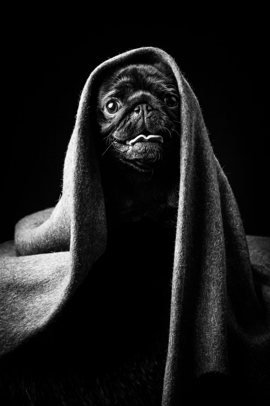 Pug wrapped in a blanket, atmospheric black and white close portrait