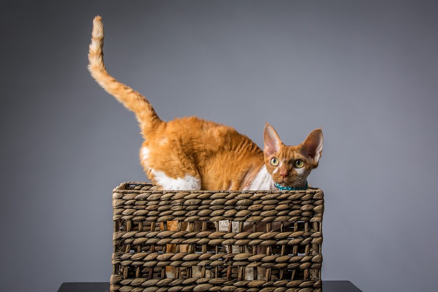 Studio portrait of a ginger cat curled in a woven basket against a neutral grey background