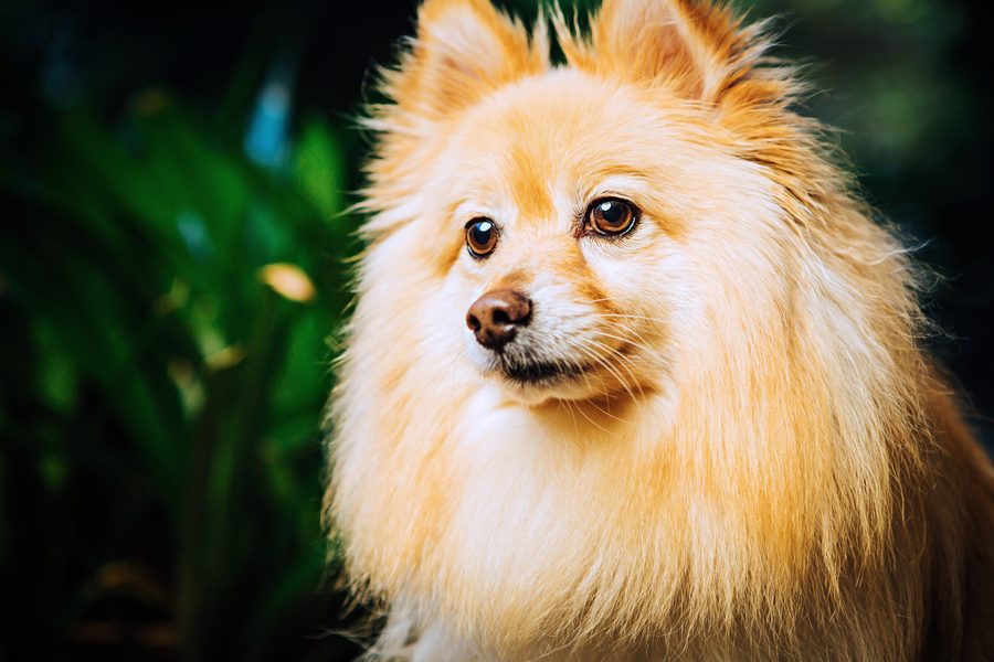 Close-up portrait of a cream-coloured Pomeranian with soft background blur