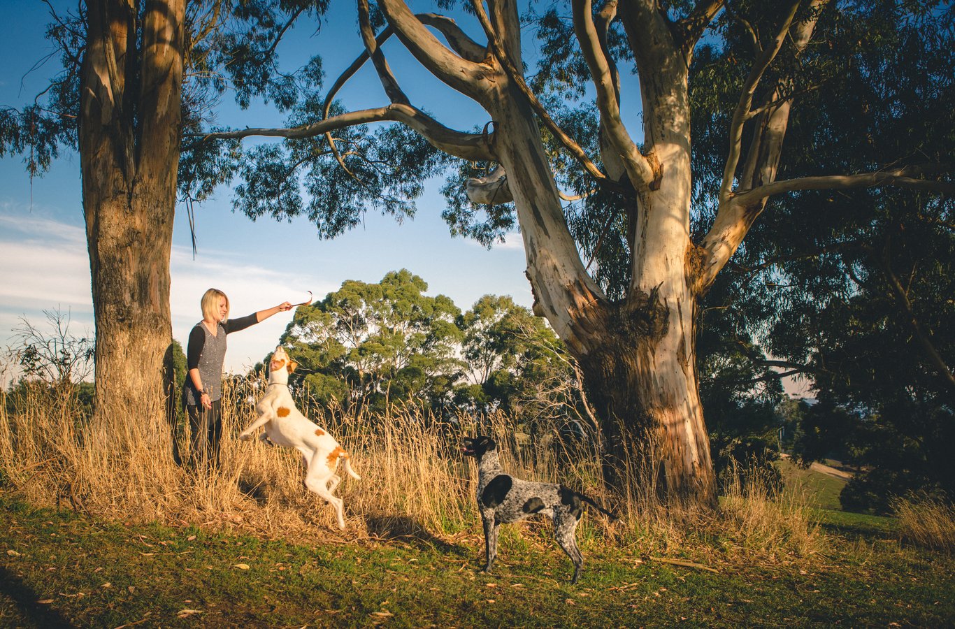 Child playing with dog in dynamic outdoor golden hour scene; backlit rim lighting is exceptional