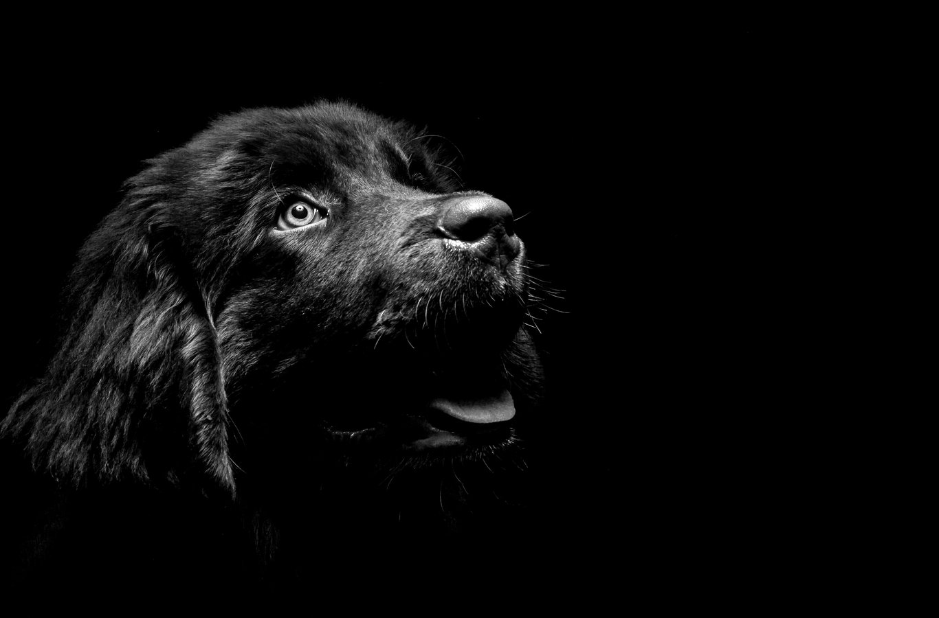Black spaniel looking upward